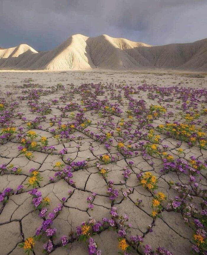 Now The Curse Has Been Lifted!!