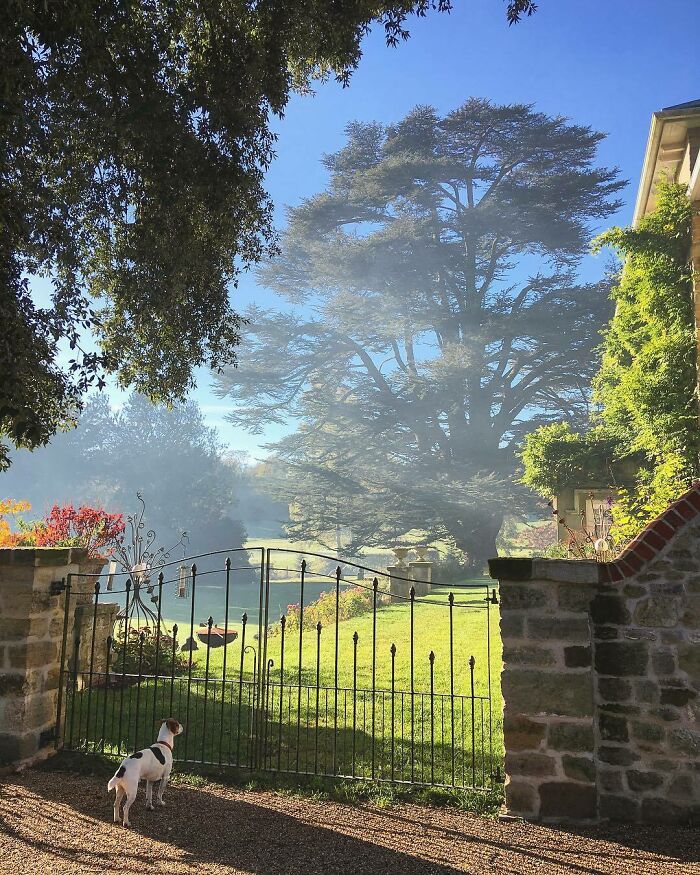 The Faithful Dog Has Traveled All Around The World To Reach The Mystical Tree In The Sacred Gardens, Which Bears A Fruit That Could Heal His Ailing Master