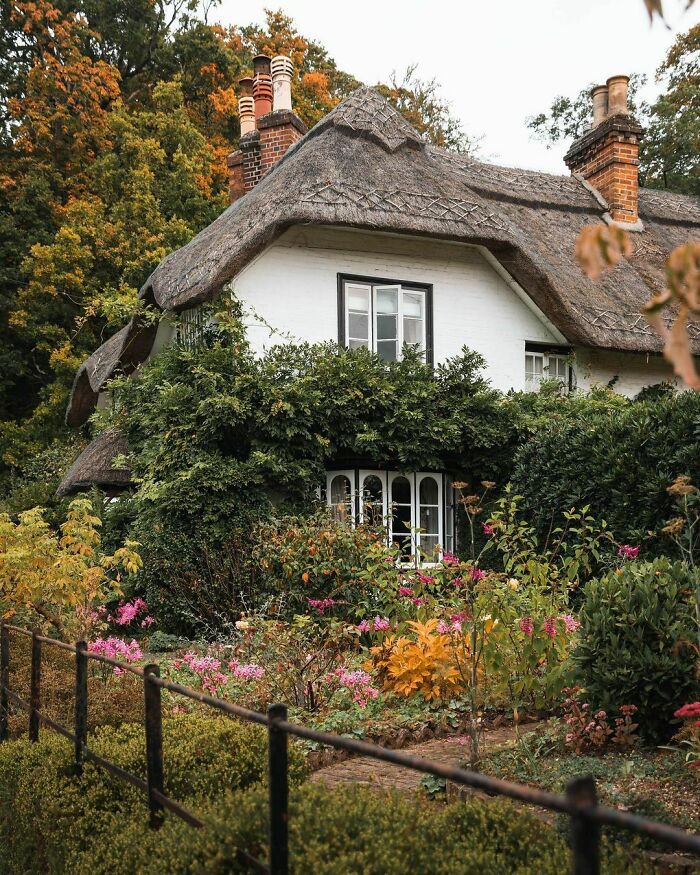 Whenever A Pie Was Left On The Windowsill, It Attratcted Animals From All Over The Forest
