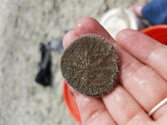 Found A Live Sand Dollar At The Beach