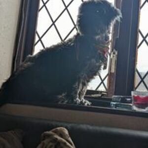 traceybarnett1998 avatar