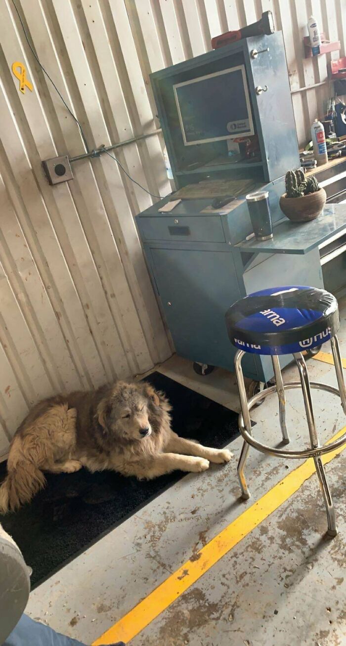 This Stray Hung Out In The Yard Over The Weekend Then Rolled In My Bay. Now He’s Mine