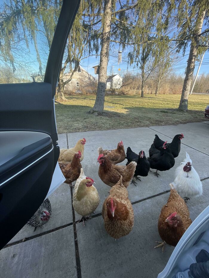 My Chickens Greeting Me When I Come Home From Work