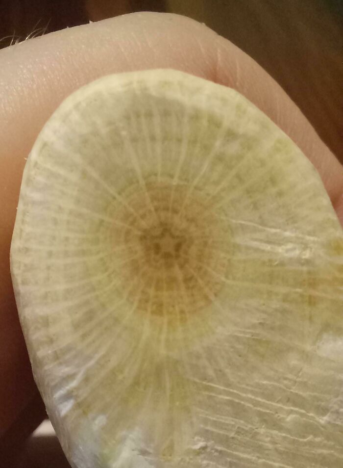 A Branch I Cut Off Today Had A Little Star In The Center