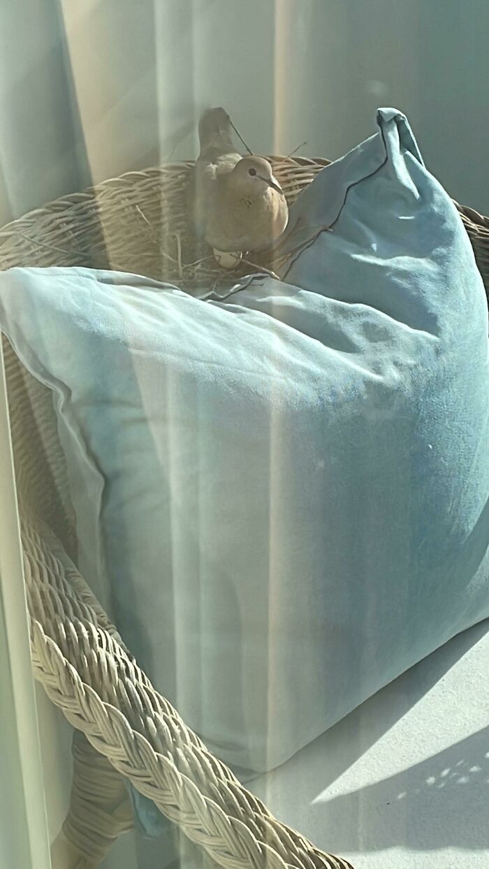 Came Home Today And Found This Bird On My Balcony Chair Fully Equipped With Nest And Egg