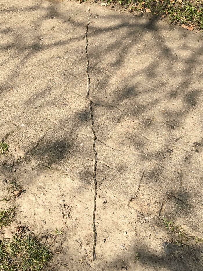 This Caterpillar Train I Saw At The Park Today