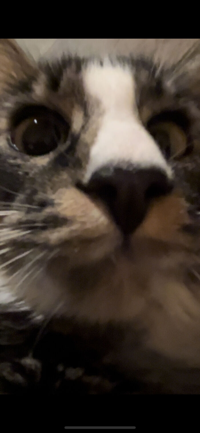 I Love Taking Pictures, I Ams The Most Handsomest Model. I Require 24-Hour Attention, Even At Two In The Morning.