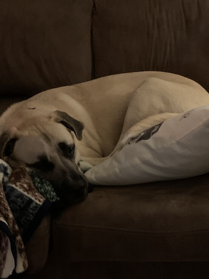 Hello I Am Brodie And I Get Very Tired Sometimes