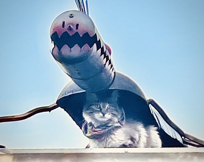 Well Hello There, I'm Sprite! I Love Running Around My Neighborhood, And Tackling My Sister, Sugar! That Picture Is Of Me Under A Sculpture On My Neighbors Roof! They Have A Cat Too, So I Proved My Domanince By Being An Outdoor/Indoor Cat. I Have Actually Tussled With A Squirrel On Someone Elses Roof, So Yes, Im A Bad Girl. And, Owner Here, Sorry About The Grainyness Of The Photo