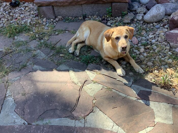 My Dog Is Very Sweet And Does Not Bark That Often