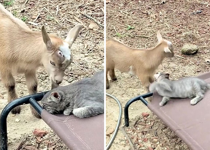 Stray Kitten Becomes The 'Gray Goat' Of The Pen, Acting Just Like The Tiny Goats That Became His Family
