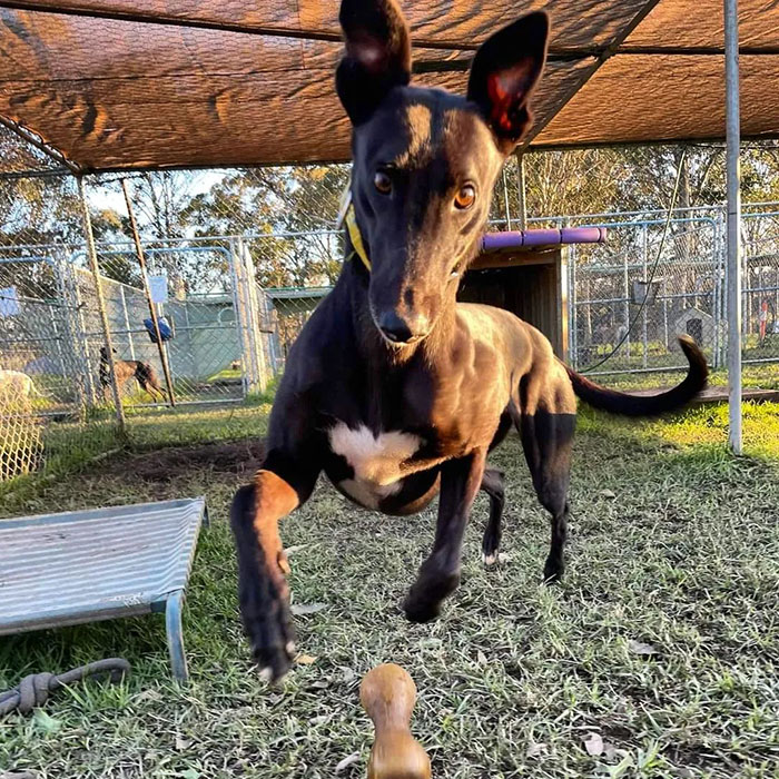 New Pilot Project Will See Rescued Greyhounds Visiting The Elderly In Aged Care Homes In Australia