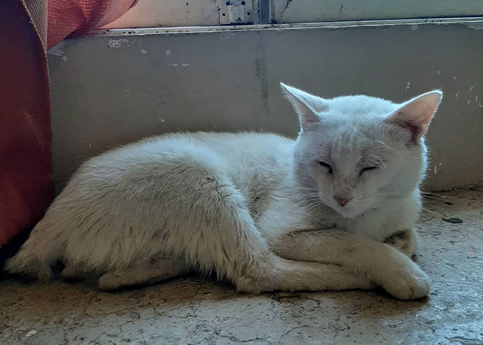 Stray Cat Begging For Food At A Store Melts This Woman's Heart, So She Adopts It And Shares Its Glow Up On Instagram