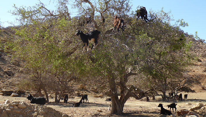 Math Teacher Cries Tears Of Joy After Finding Out The Reason Students Called Them The GOAT Is Because They Loved Them Math Teacher Cries Tears Of Joy After Finding Out The Reason Students Called Them The GOAT Is Because They Loved Them