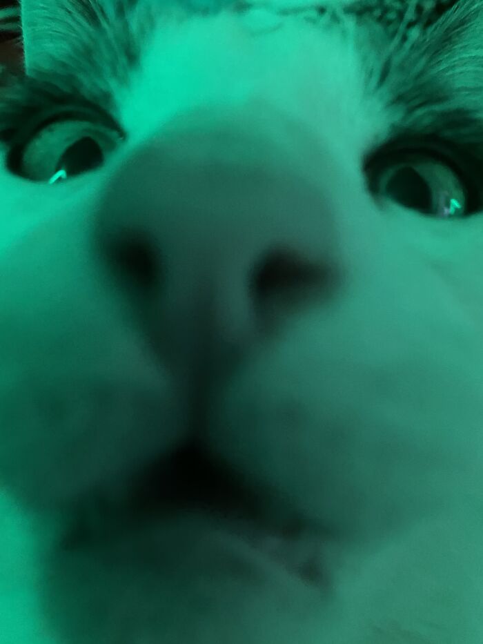 Mouse Chaser- Loves To Cuddle (Reviews) "He's Crazy" - Wild Illustrated "Can Fit Into Any Box" - My Human -*trembles* - The Dog Petflix & Chill? 😏