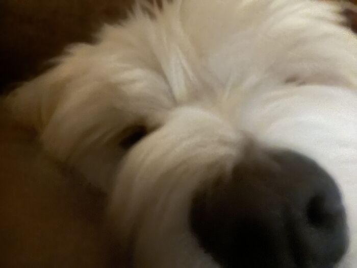 My Dog (Also My Pfp)