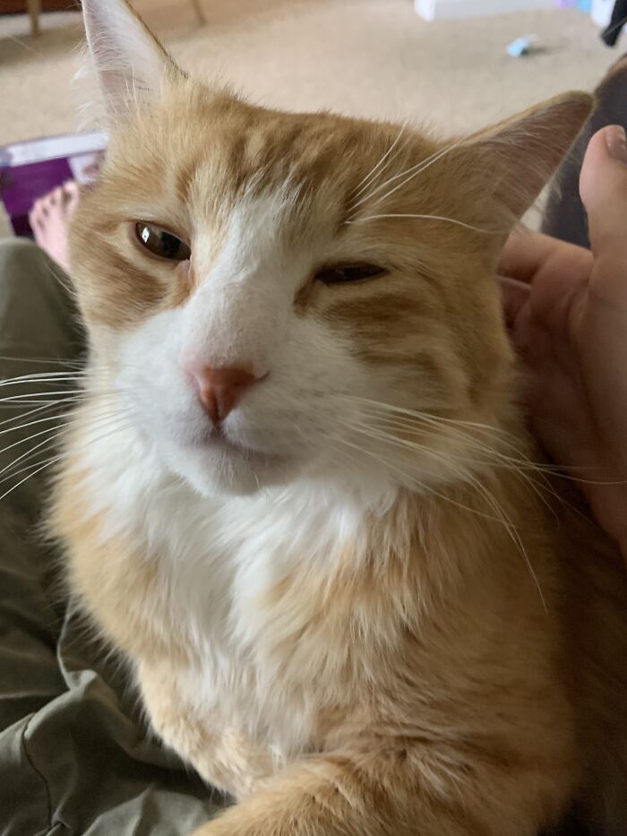 I Will Scream At You Until You Pet Me