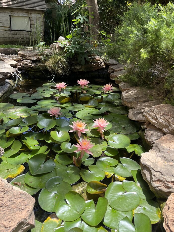 My Fish Pond- My Paradise