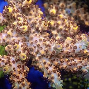 nickjohnson_1 avatar