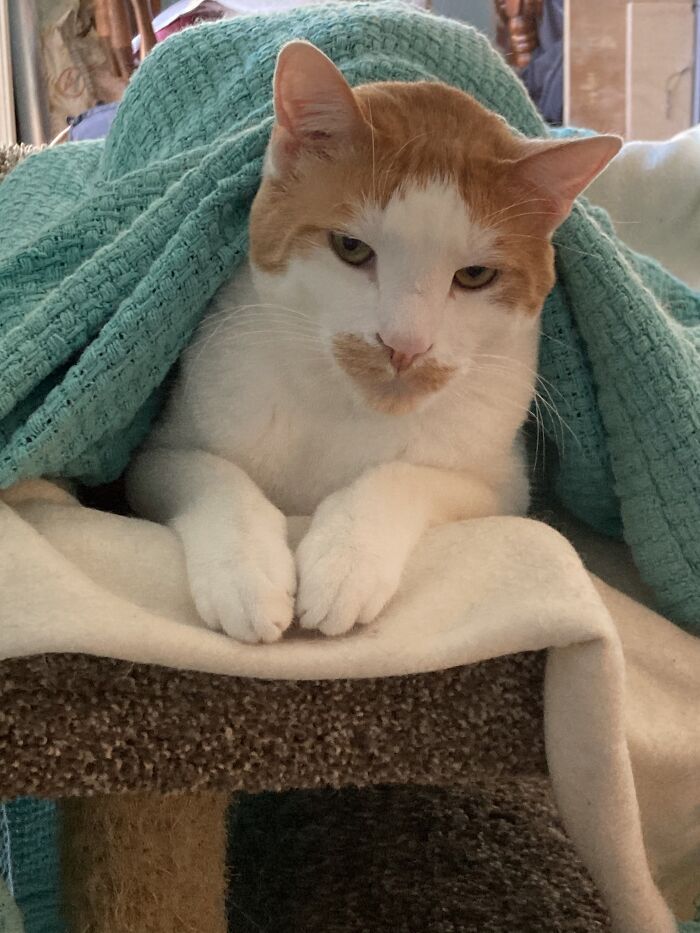 This Is Merlin. He Loves Blankets And Cuddles, And Is A Very Good Boy.