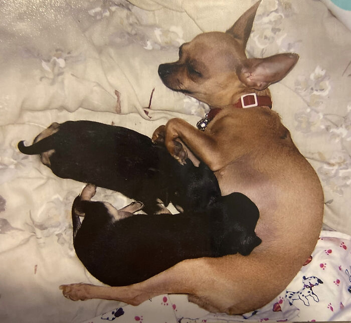 Mia, Age 5, Died A Few Days After Giving Birth