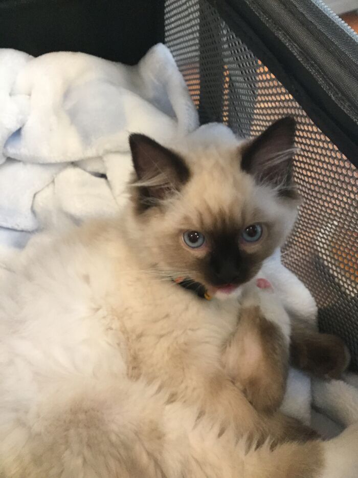 Just Karl, Hanging Out. Likes Sitting In The Sink