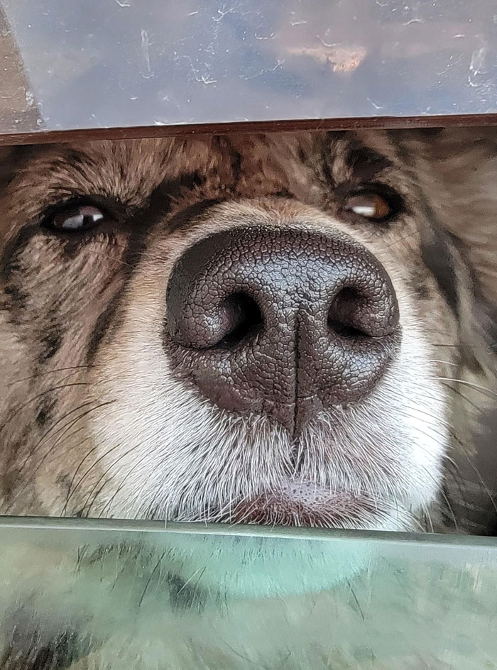 Dog Lover Shares How His Pup Lives A Heartwarming Double Life Visiting An Elderly Woman Every Day Dog Lover Shares How His Pup Lives A Heartwarming Double Life Visiting An Elderly Woman Every Day