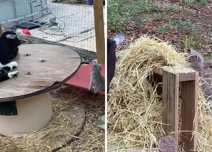 Stray Kitten Becomes The 'Gray Goat' Of The Pen, Acting Just Like The Tiny Goats That Became His Family