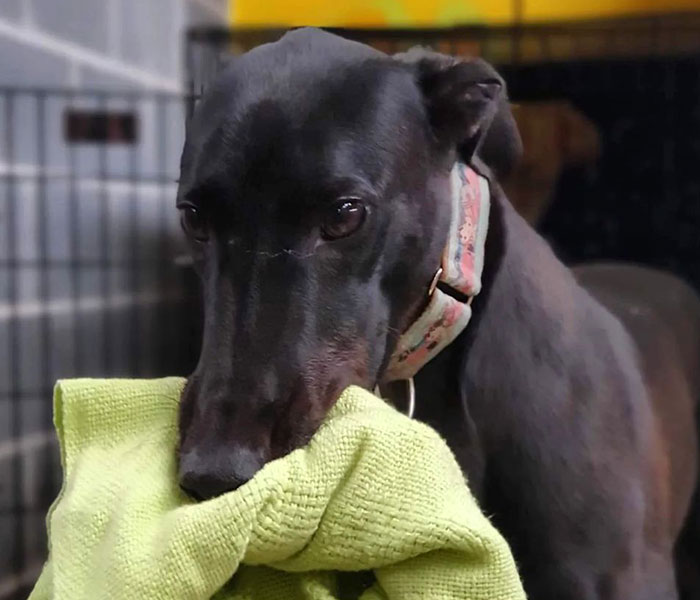 New Pilot Project Will See Rescued Greyhounds Visiting The Elderly In Aged Care Homes In Australia