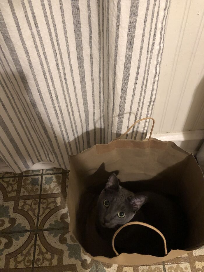 Silly, Loves Bags, Very Adventurous, And Loves String