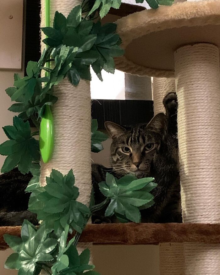 Apollo Is Single And Ready To Mingle. He Like Fancy Fish Dinners And Long Walks Off The Leash.