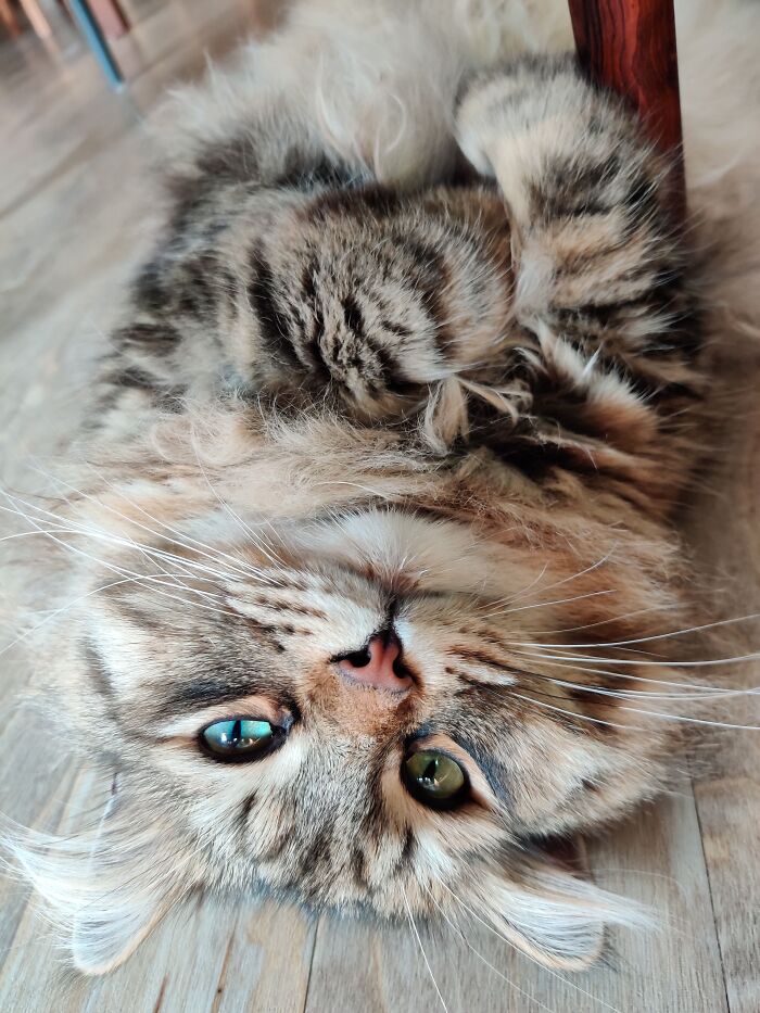 If You Were A Chicken, You’d Be Impeccable.