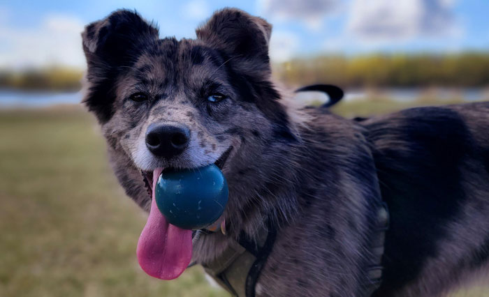 Dog Lover Shares How His Pup Lives A Heartwarming Double Life Visiting An Elderly Woman Every Day Dog Lover Shares How His Pup Lives A Heartwarming Double Life Visiting An Elderly Woman Every Day