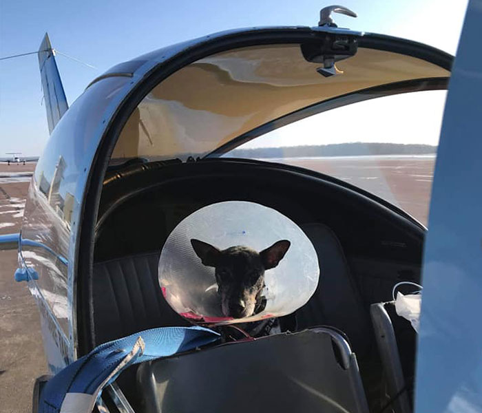 “I’d Rather Be Flying Dogs”: Retired Pilot Flies Rescue Animals To Their New Homes “I’d Rather Be Flying Dogs”: Retired Pilot Flies Rescue Animals To Their New Homes