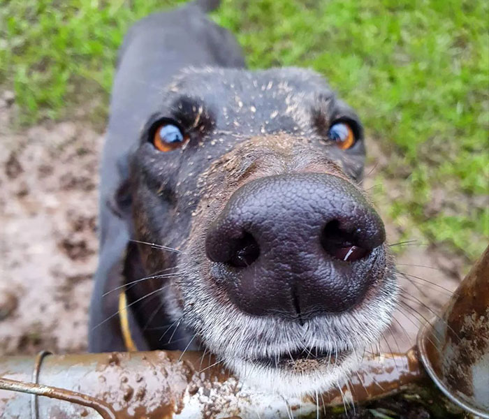 New Pilot Project Will See Rescued Greyhounds Visiting The Elderly In Aged Care Homes In Australia
