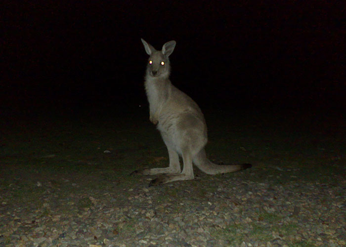 911 Operators Share The Funny And Wild Calls They Couldn't Take With A Straight Face