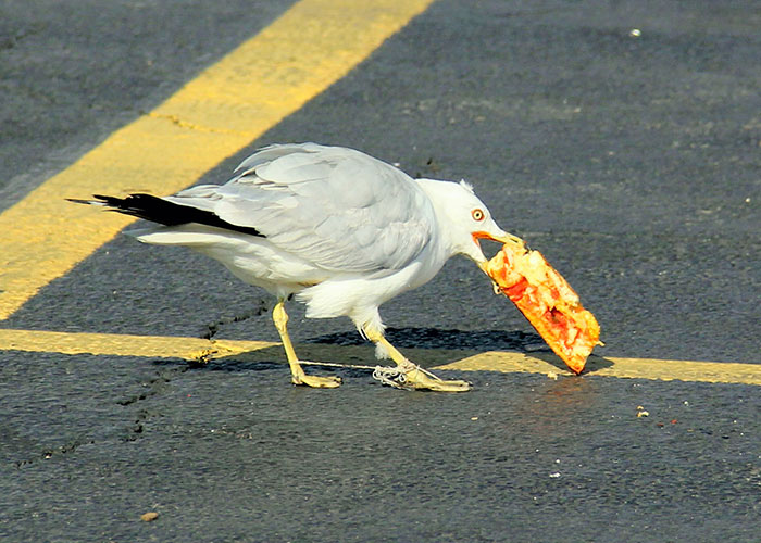 911 Operators Share The Funny And Wild Calls They Couldn't Take With A Straight Face