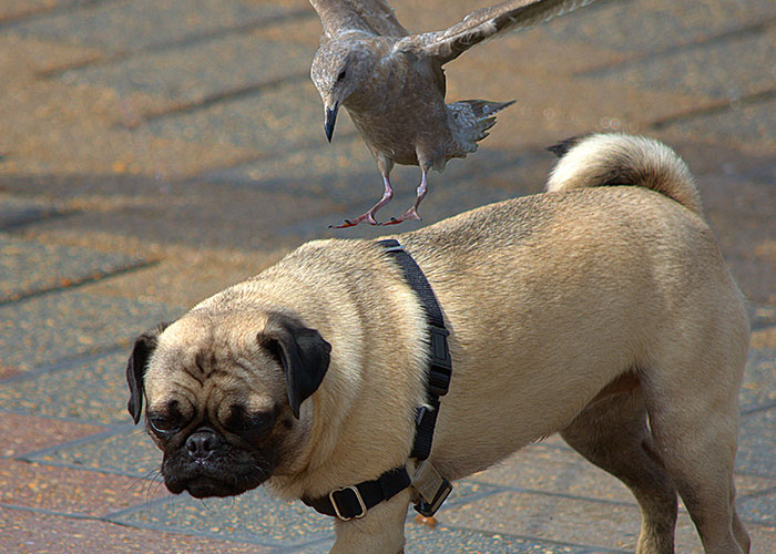 911 Operators Share The Funny And Wild Calls They Couldn't Take With A Straight Face