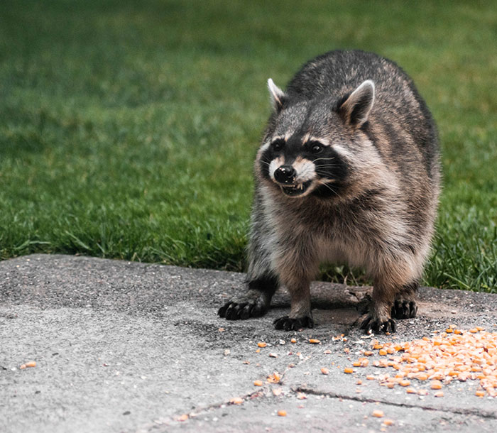 911 Operators Share The Funny And Wild Calls They Couldn't Take With A Straight Face