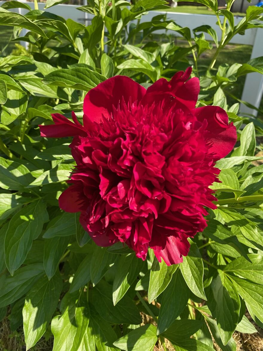 Not The Best Pic, But A Flower My Sister Gave To My Daughter With Cerebral Palsy Right Before My Daughter’s Sdr Surgery (My Daughter Loves Flowers And Gardening)