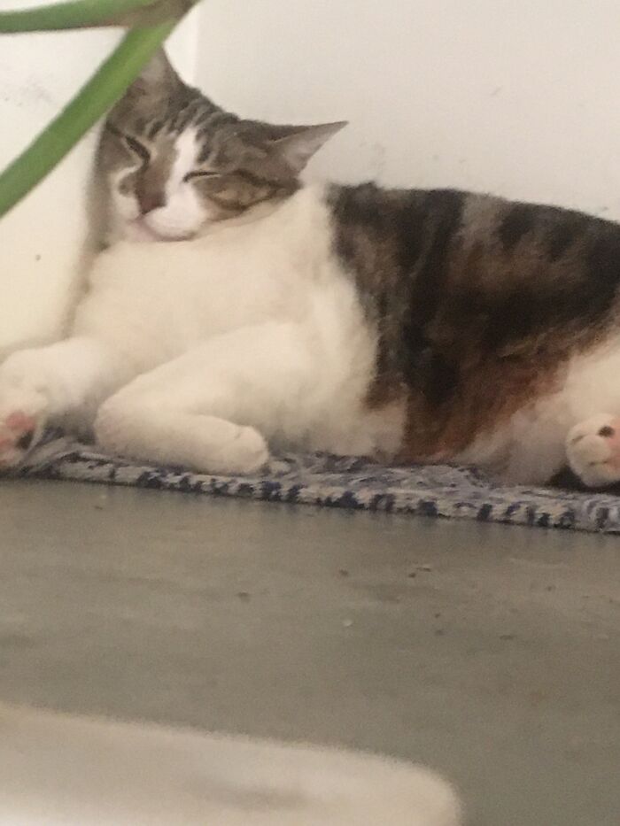 I Is Fluffers. Can I Has Doughnut?