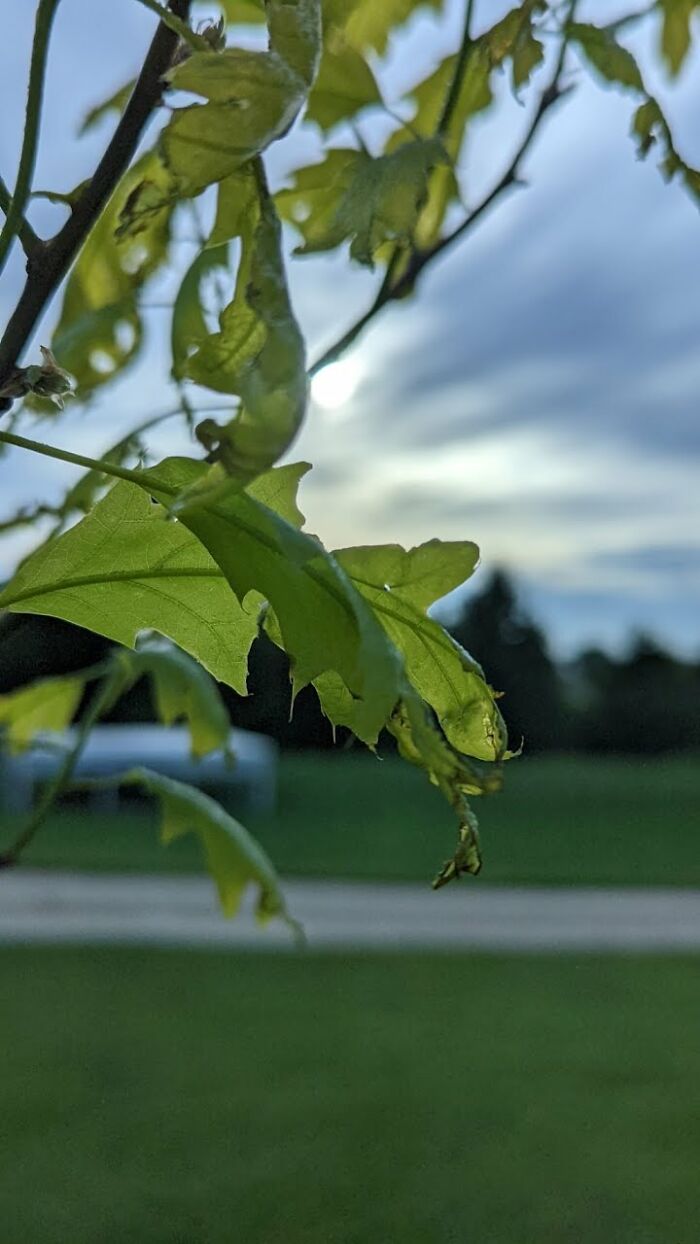 Some Amateur Photography