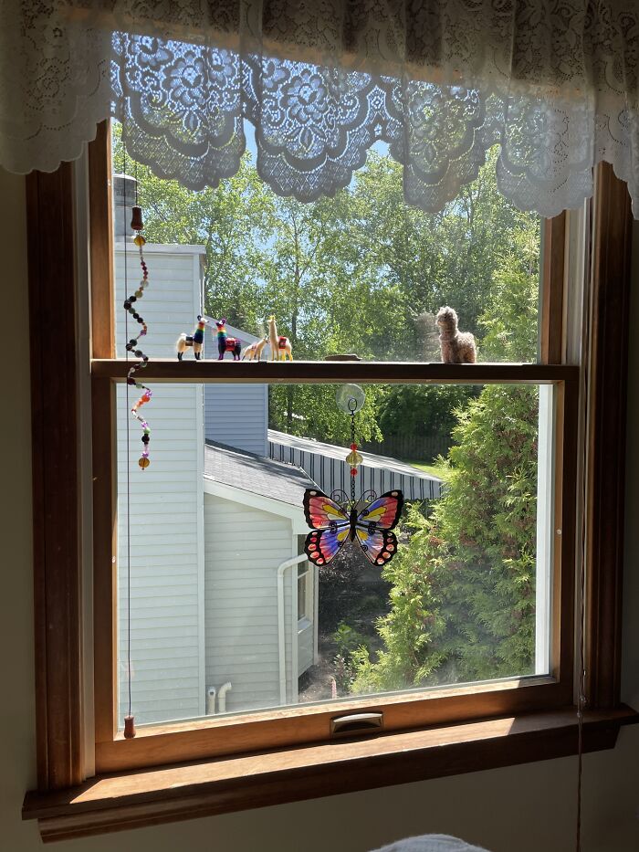 My Happy Window✨🦙