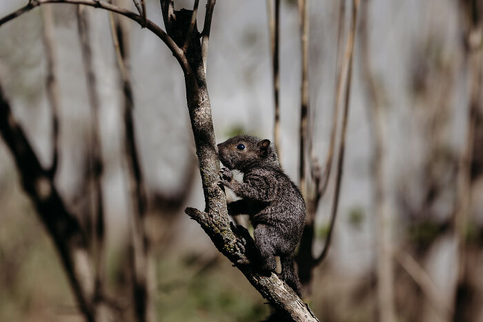 A Baby Squirrel Adopted Me, And As A Photographer, I Just Had To Give It Its Own Photoshoot