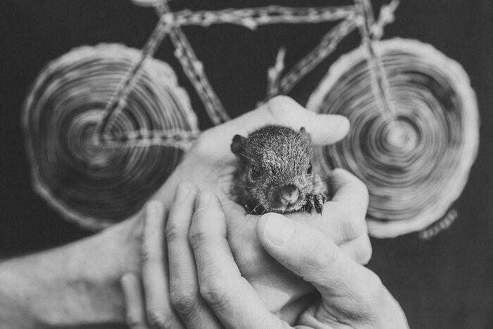 A Baby Squirrel Adopted Me, And As A Photographer, I Just Had To Give It Its Own Photoshoot