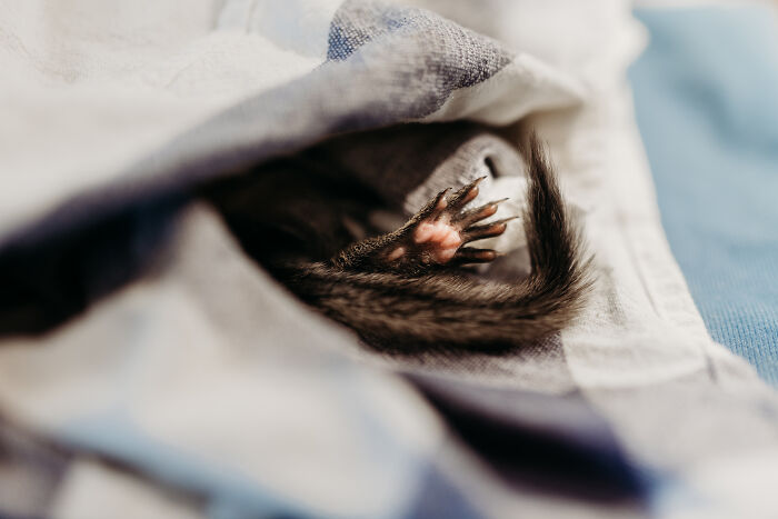 A Baby Squirrel Adopted Me, And As A Photographer, I Just Had To Give It Its Own Photoshoot