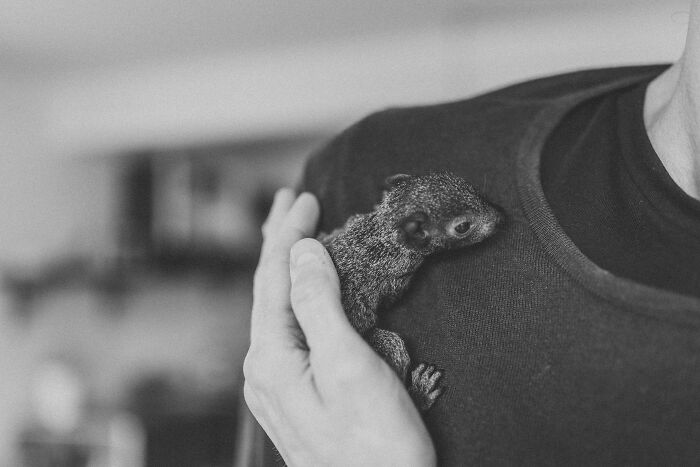 A Baby Squirrel Adopted Me, And As A Photographer, I Just Had To Give It Its Own Photoshoot