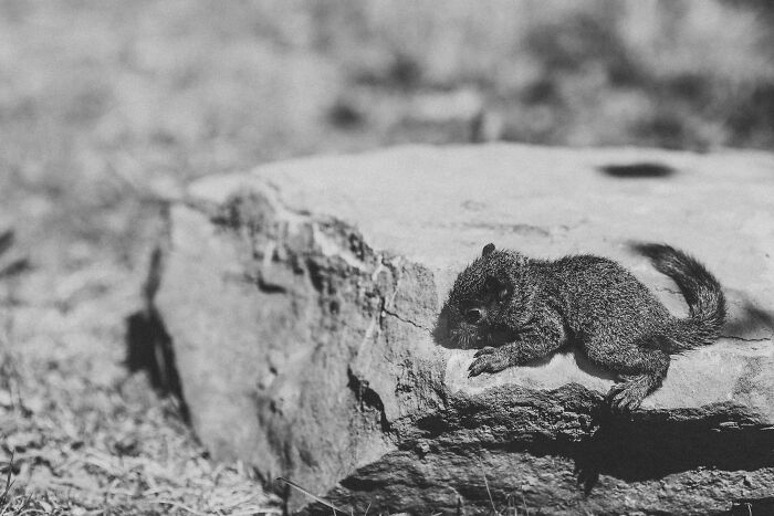 A Baby Squirrel Adopted Me, And As A Photographer, I Just Had To Give It Its Own Photoshoot