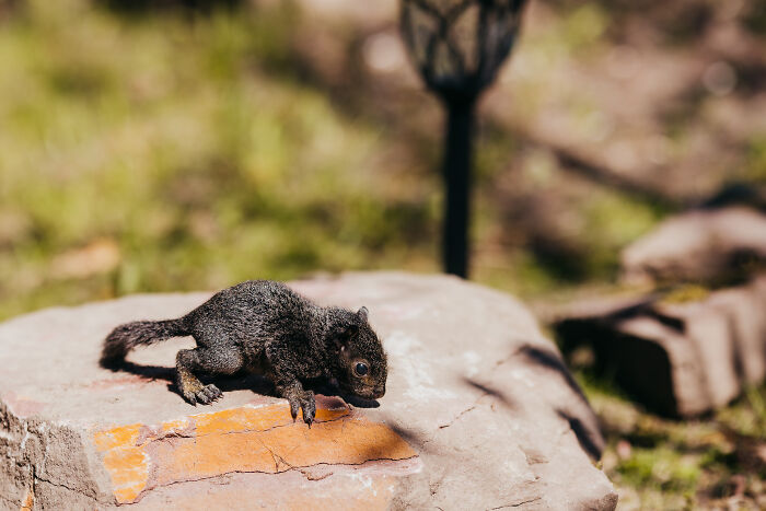 A Baby Squirrel Adopted Me, And As A Photographer, I Just Had To Give It Its Own Photoshoot