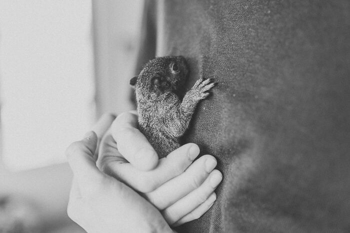 A Baby Squirrel Adopted Me, And As A Photographer, I Just Had To Give It Its Own Photoshoot